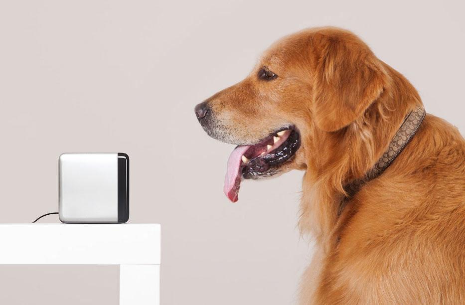 Petcube dans le d&eacute;cor