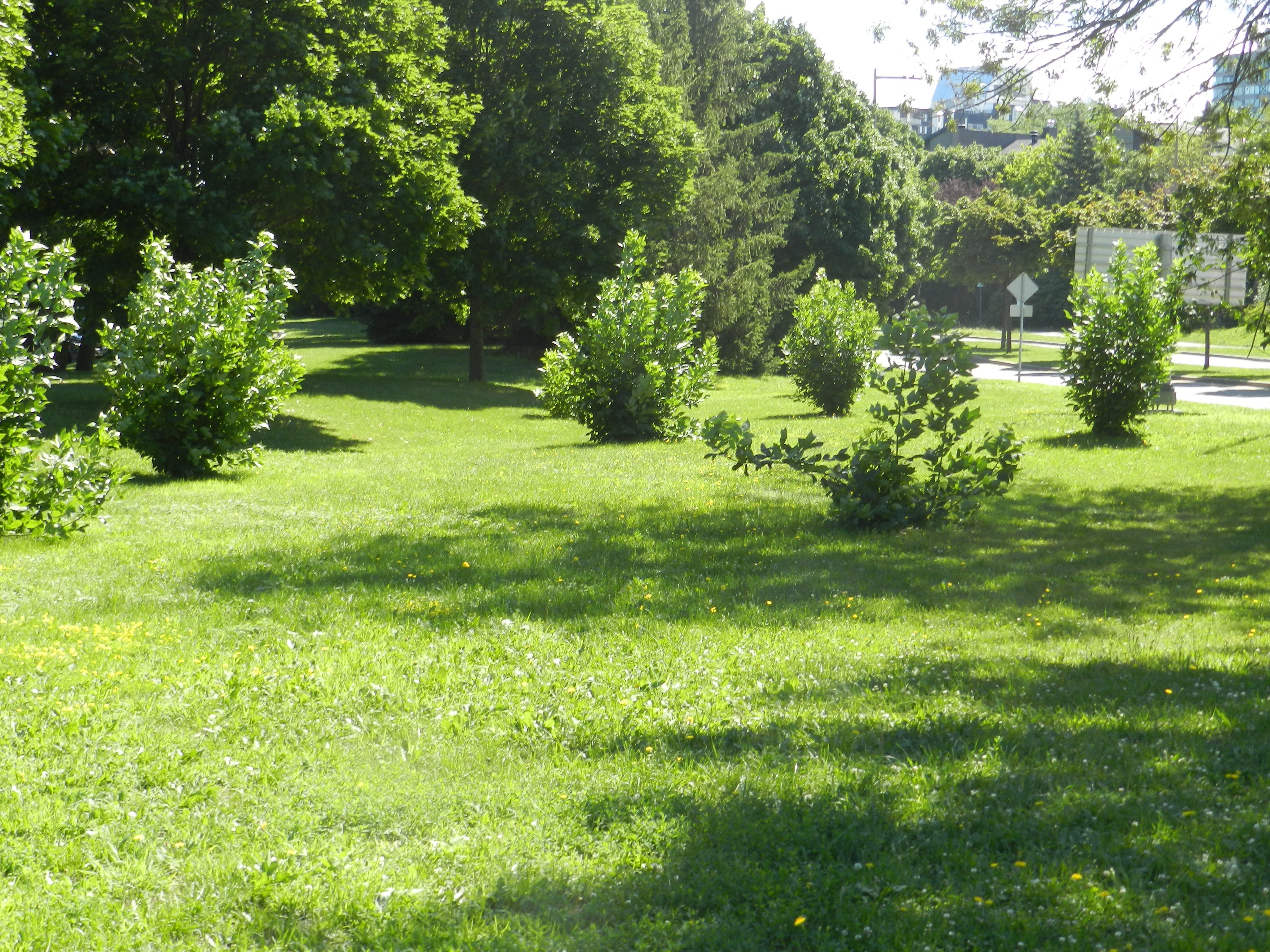 Des souches d'arbres répertorié par Yvon Grant à L’Île-des-Sœurs.