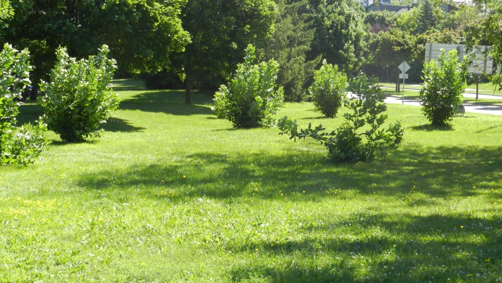 Des souches d'arbres répertorié par Yvon Grant à L’Île-des-Sœurs.