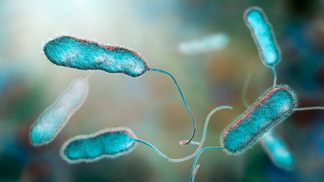 Modélisation de la bactérie à l’origine de la légionellose.