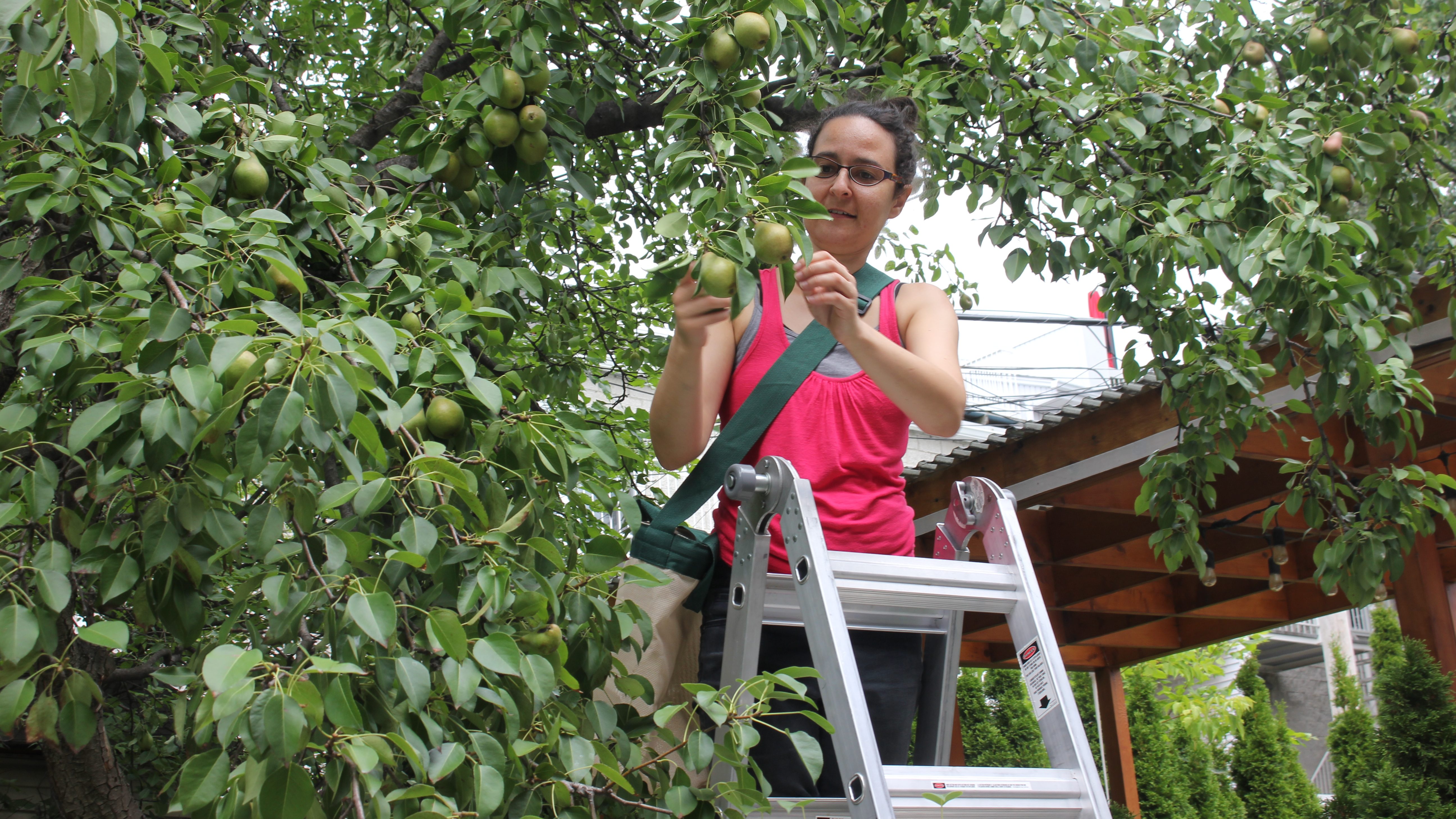 La cueillette de fruit contre le gaspillage alimentaire