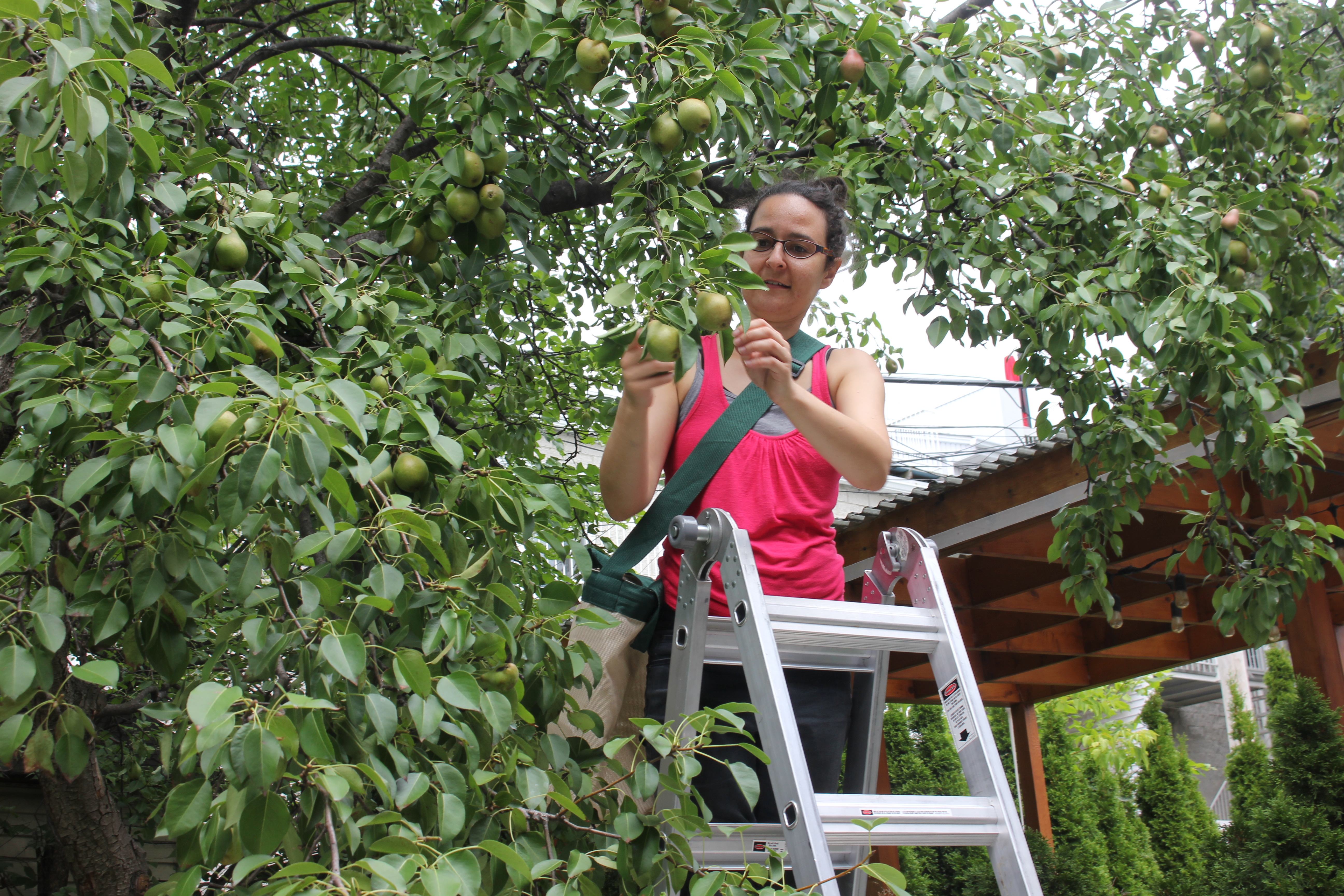 La cueillette de fruit contre le gaspillage alimentaire