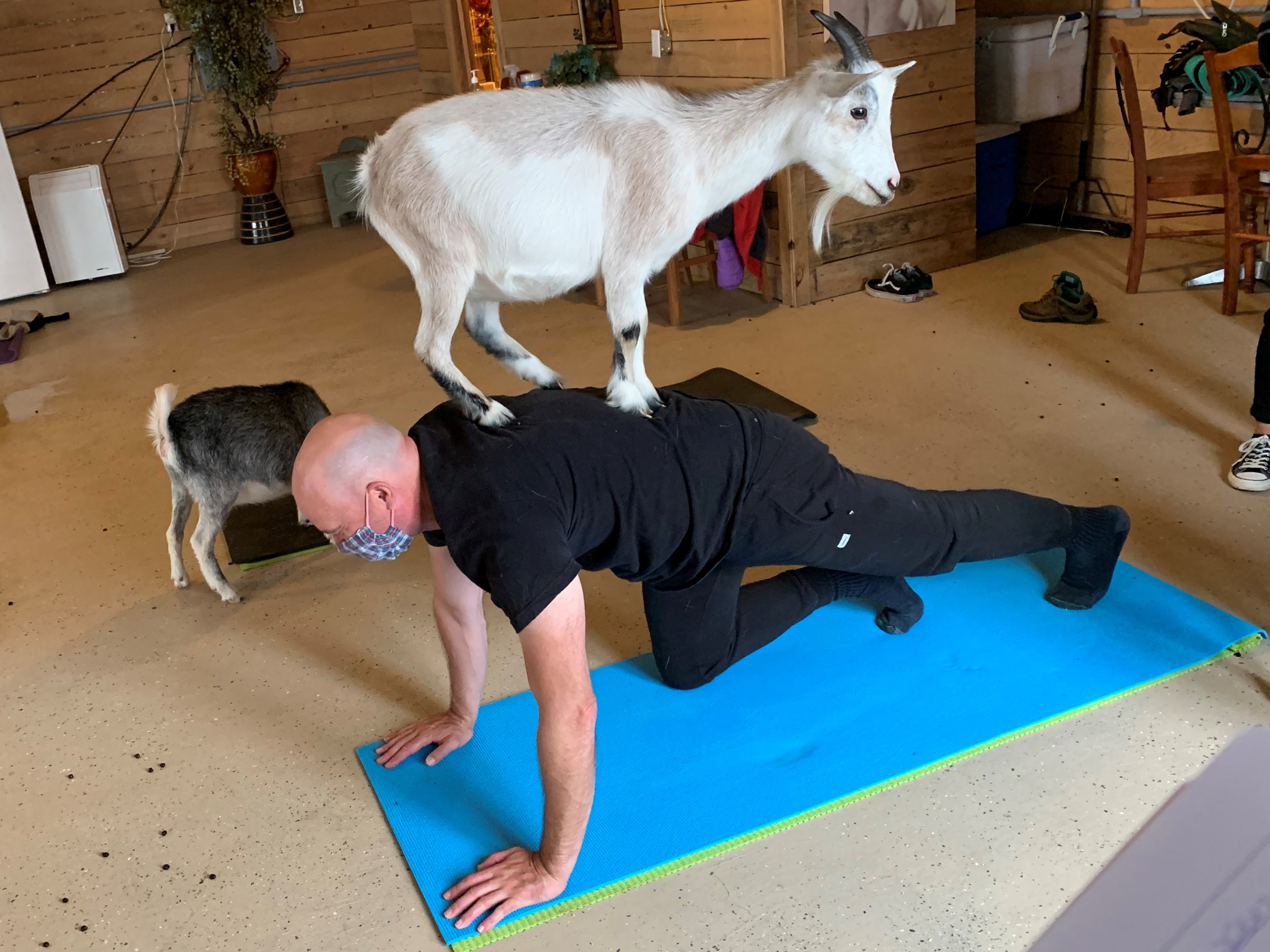 Les bienfaits du yoga-chèvre