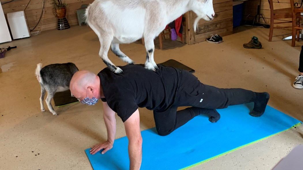 Les bienfaits du yoga-chèvre