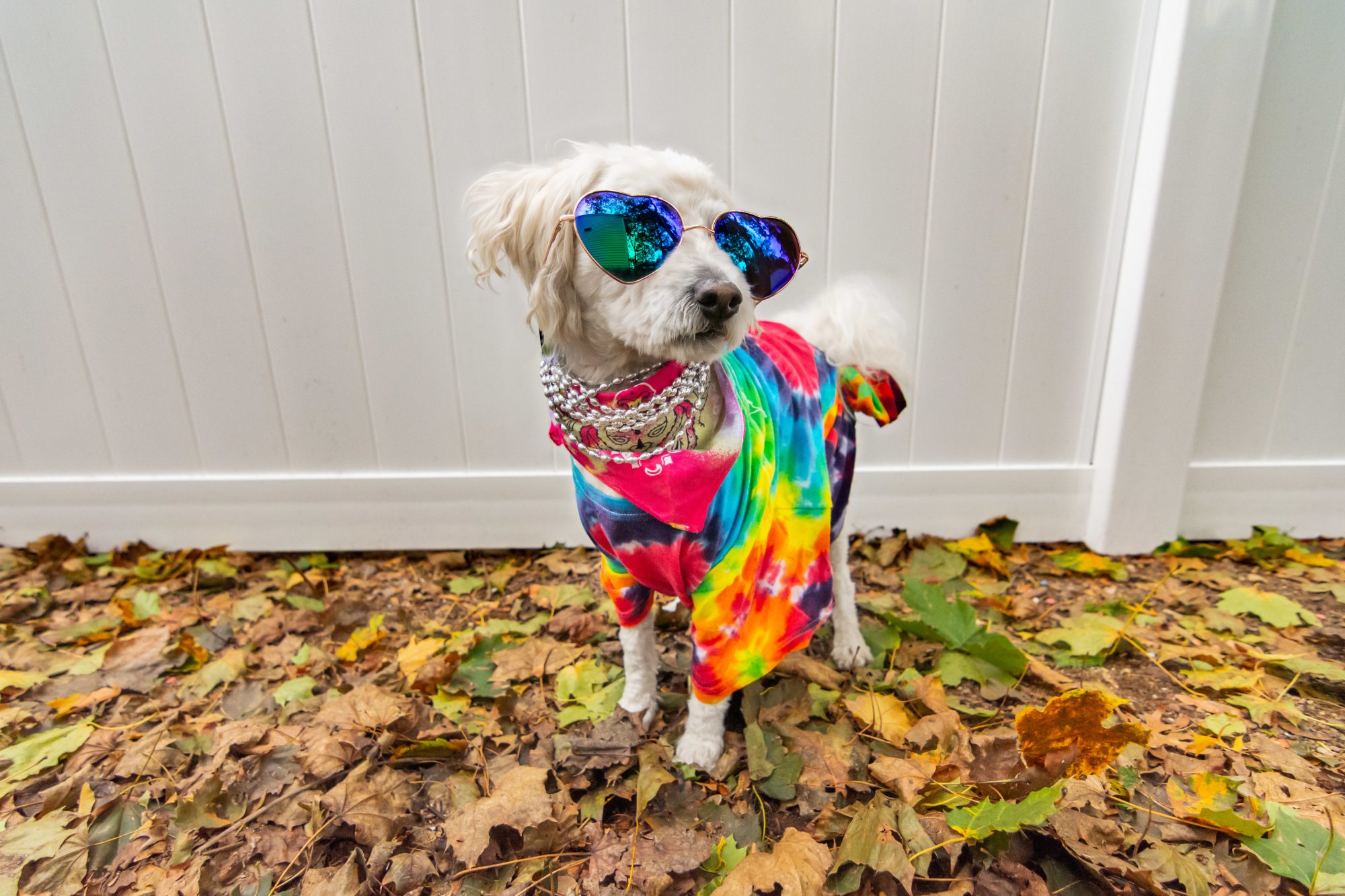Dog dressed up like a hippie
