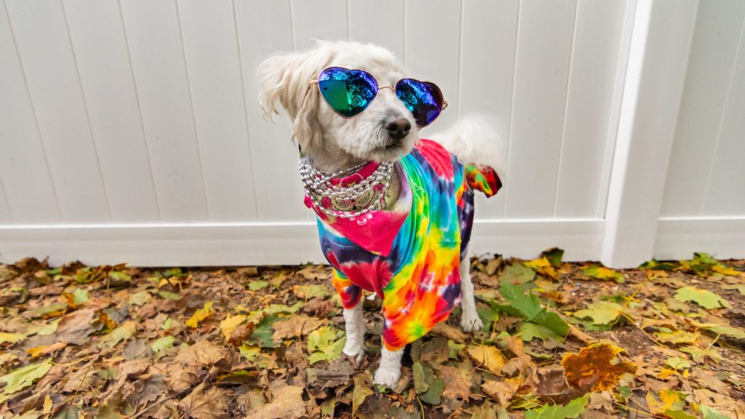 Dog dressed up like a hippie