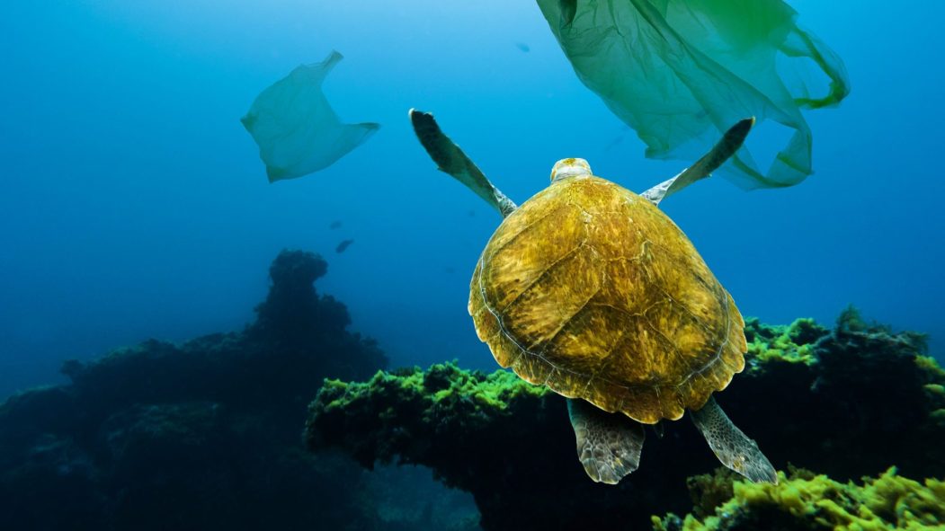Une tortue nage dans du plastique