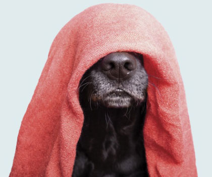 Chien avec une serviette sur la t&ecirc;te