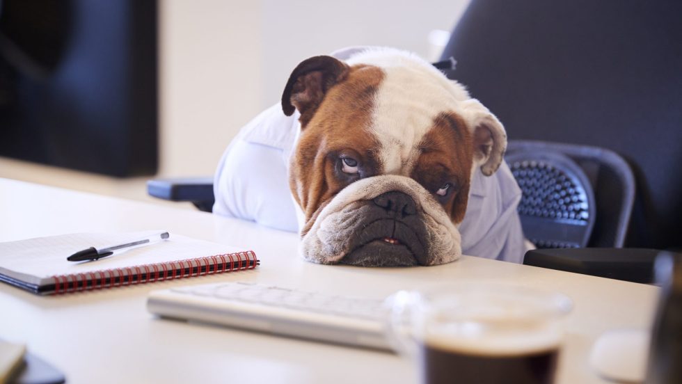 Certains chiens peuvent développer de l’anxiété en raison du confinement.