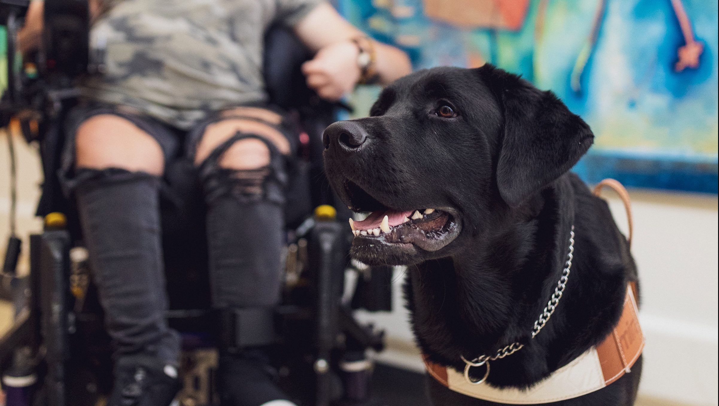 Benelux chien enfants malades soins palliatifs