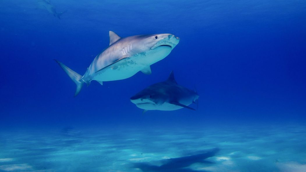 COVID-19: le développement d'un vaccin pourrait mettre en danger des milliers de requins