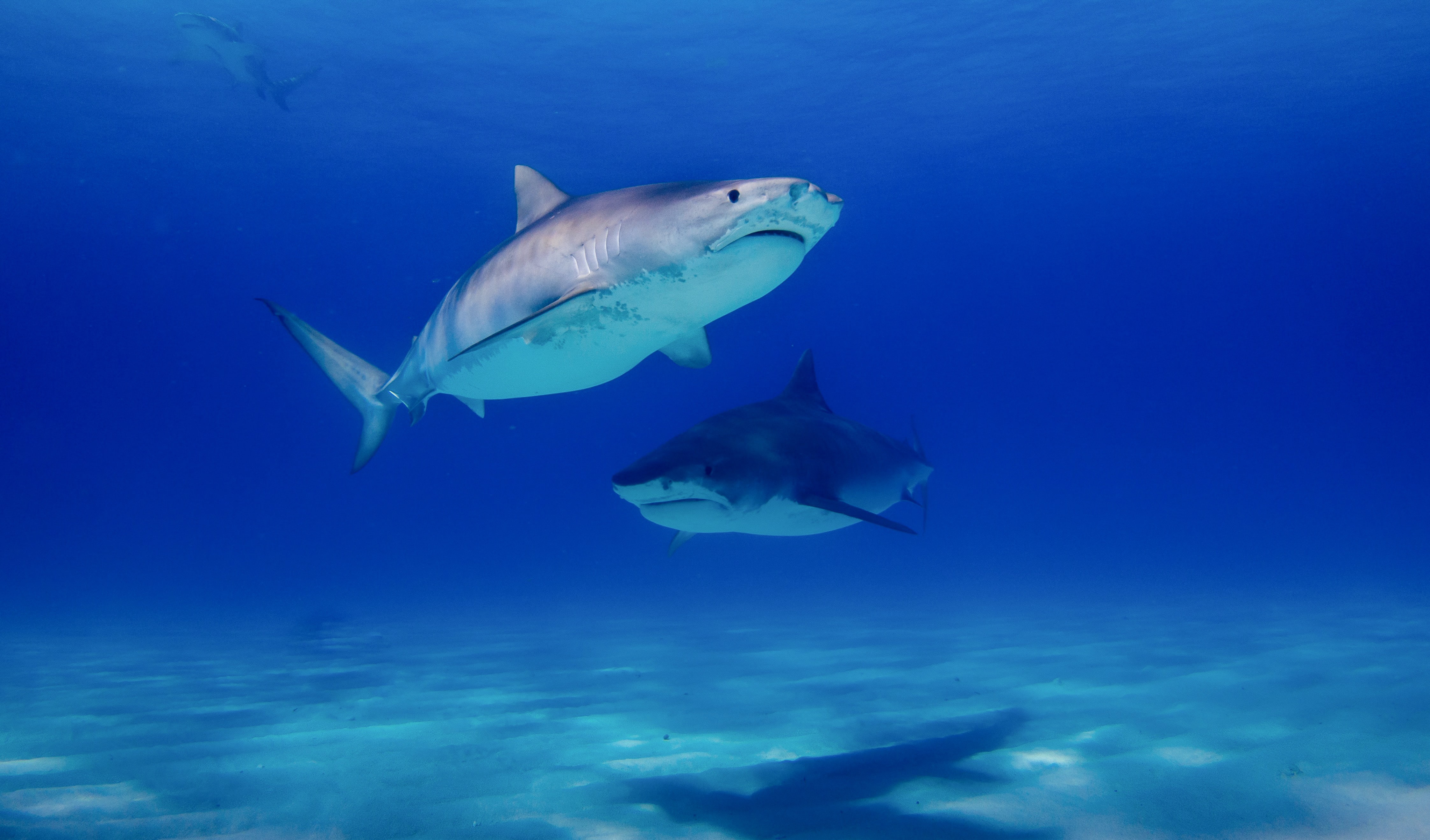 COVID-19: le développement d'un vaccin pourrait mettre en danger des milliers de requins