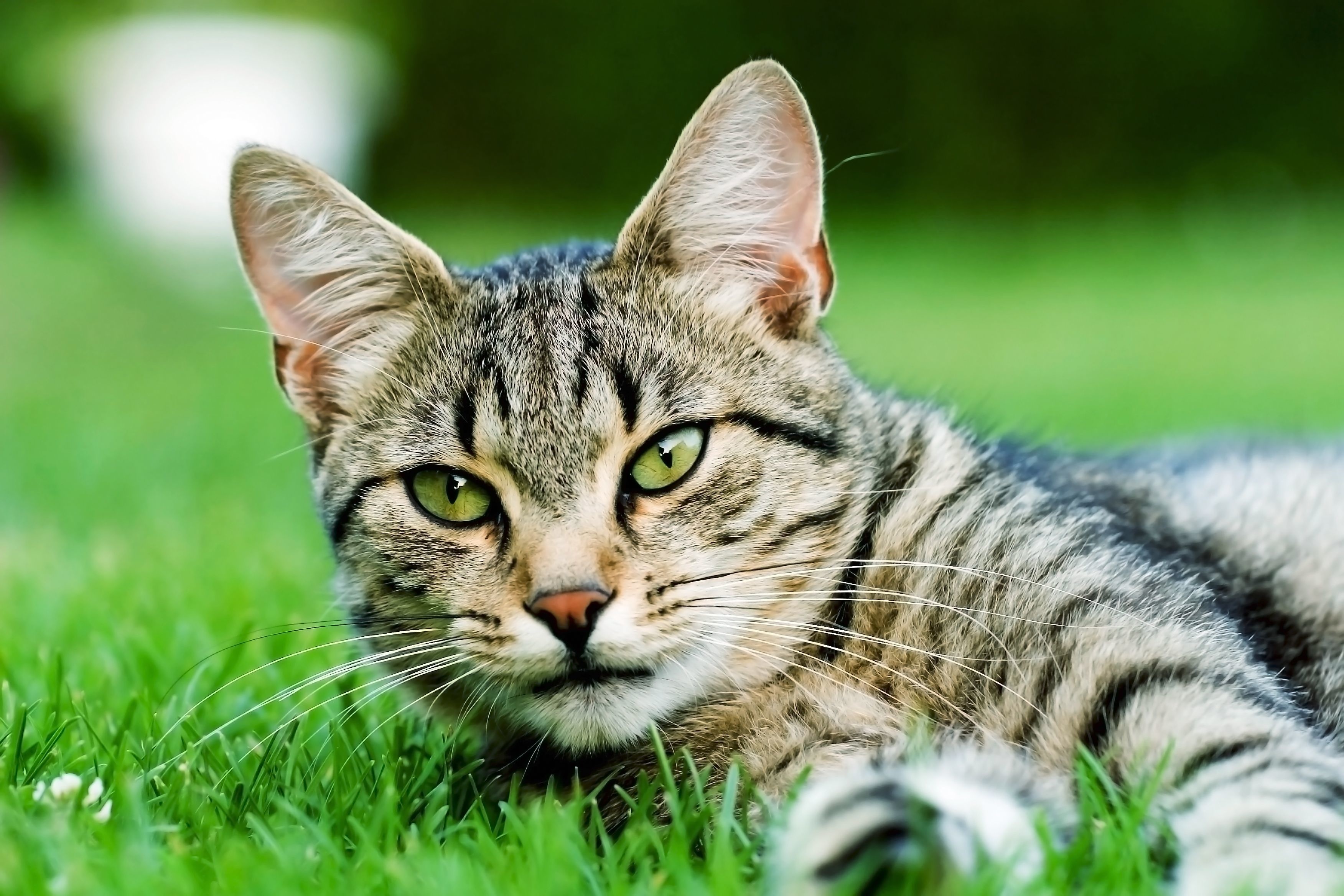 chat