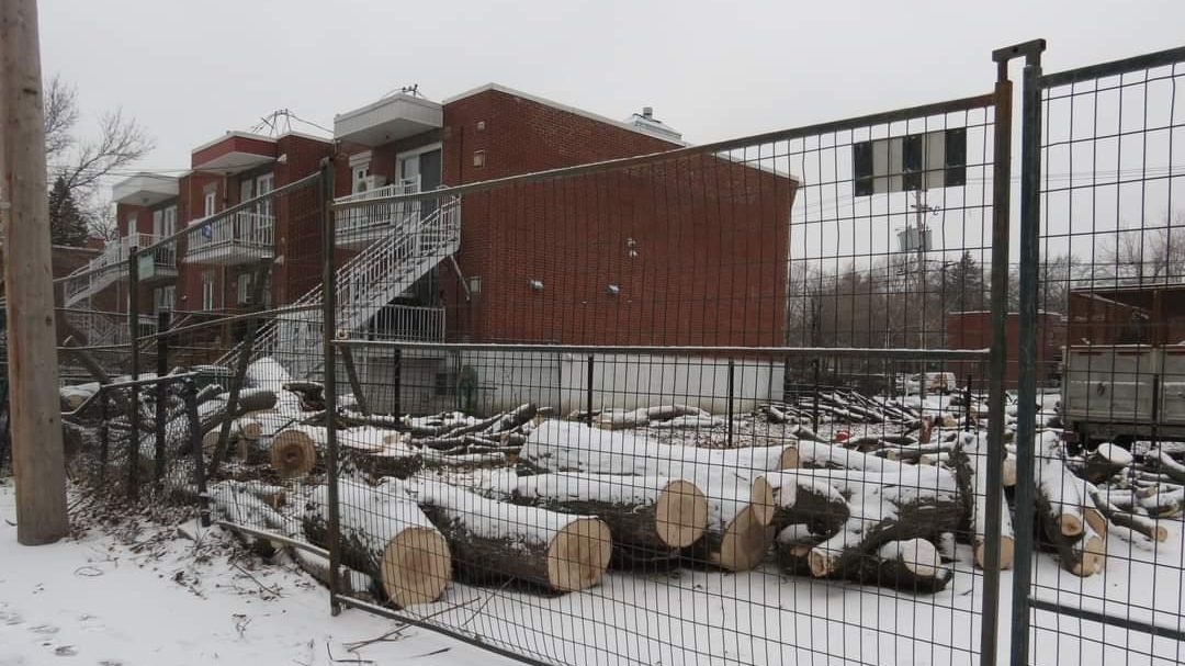 Abattage d'arbres centenaires