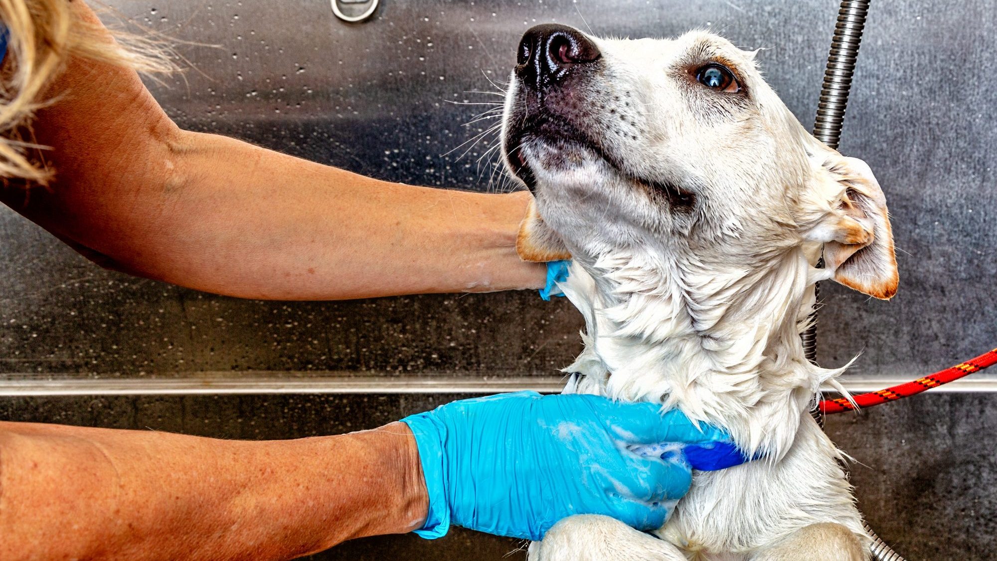 Un chien blanc se faisant toiletter.