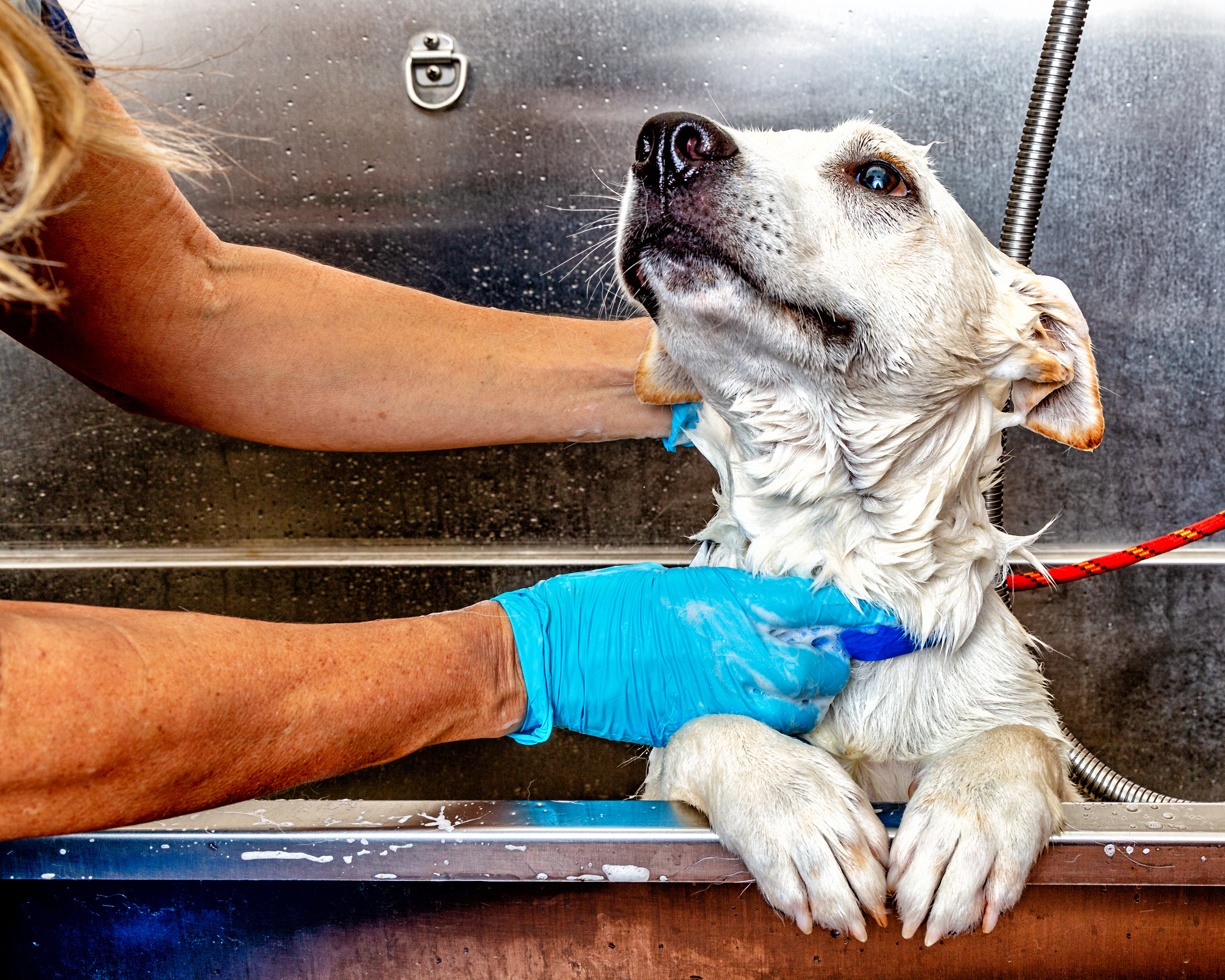 Un chien blanc se faisant toiletter.