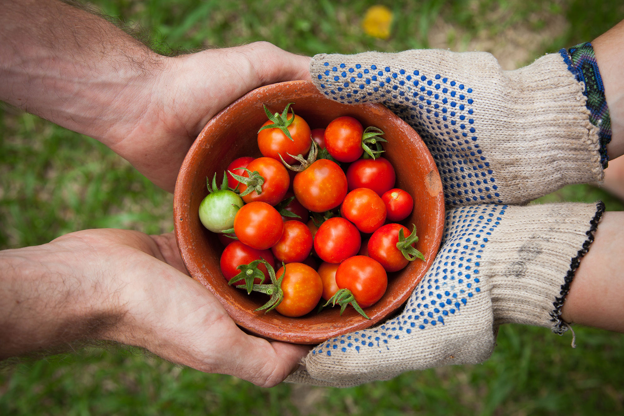 bol de tomates tenu par quatre mains