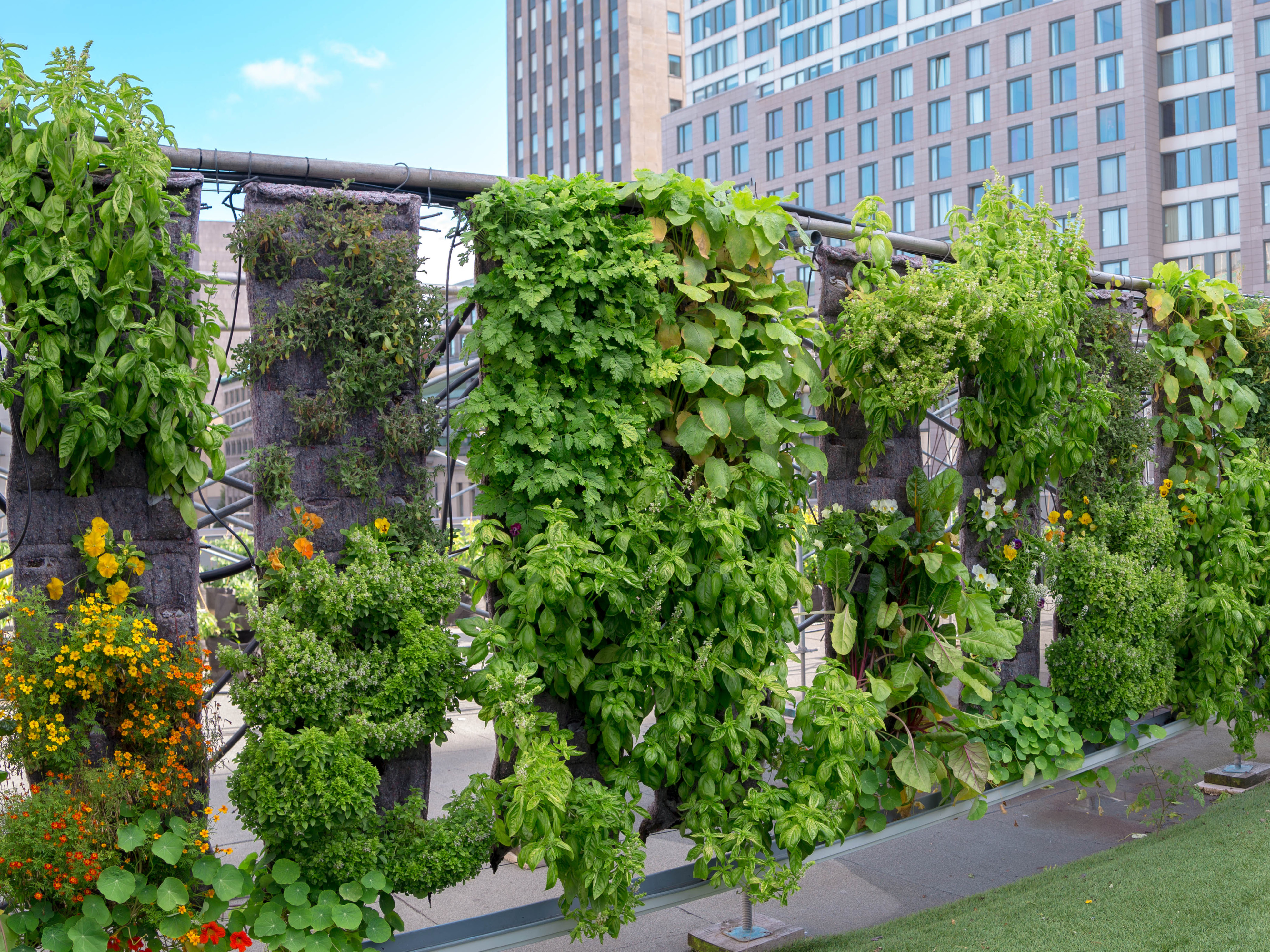 Agriculture urbaine