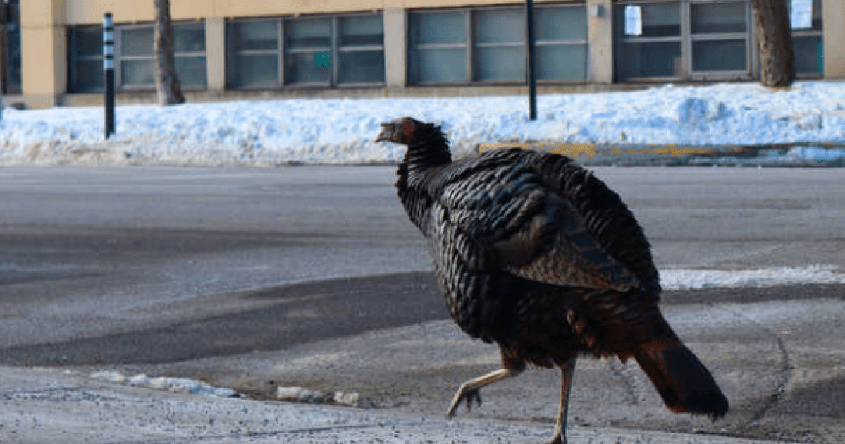 The wild turkey “Butters”, star of Côte-des-Neiges, gives up the ghost