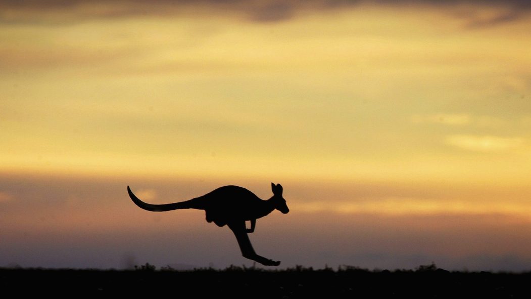 La plus ancienne oeuvre d'art pariétal australienne est... un kangourou