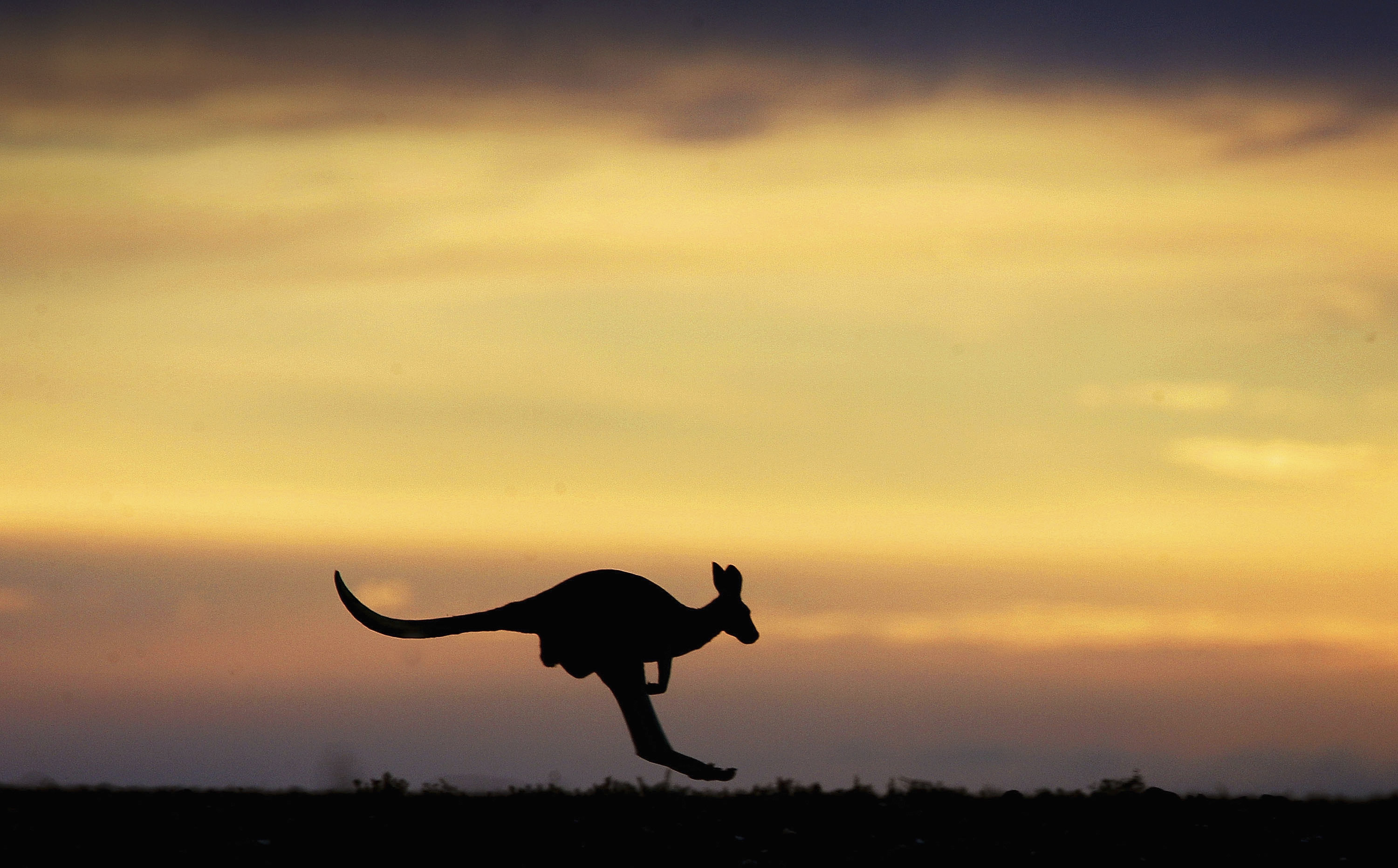 La plus ancienne oeuvre d'art pariétal australienne est... un kangourou