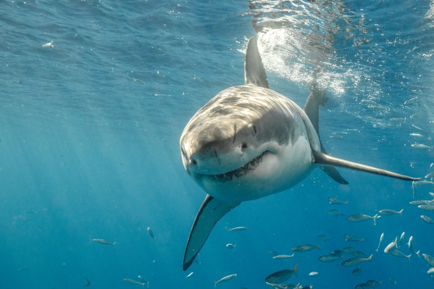 Les Grands Requins Blancs Menaces