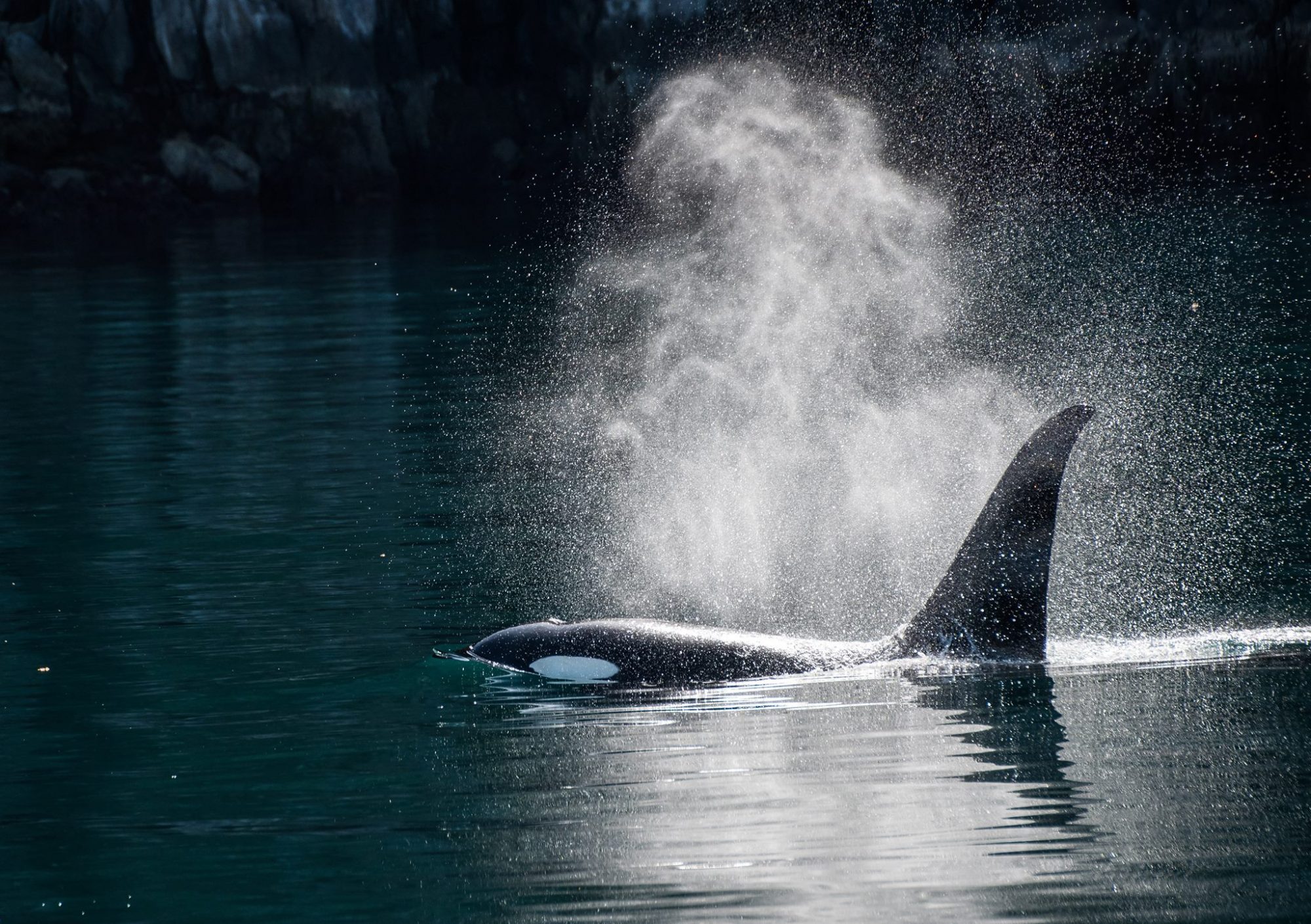 Sensibiliser les jeunes à l’environnement grâce aux baleines