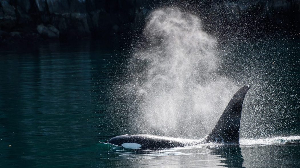 Sensibiliser les jeunes à l’environnement grâce aux baleines