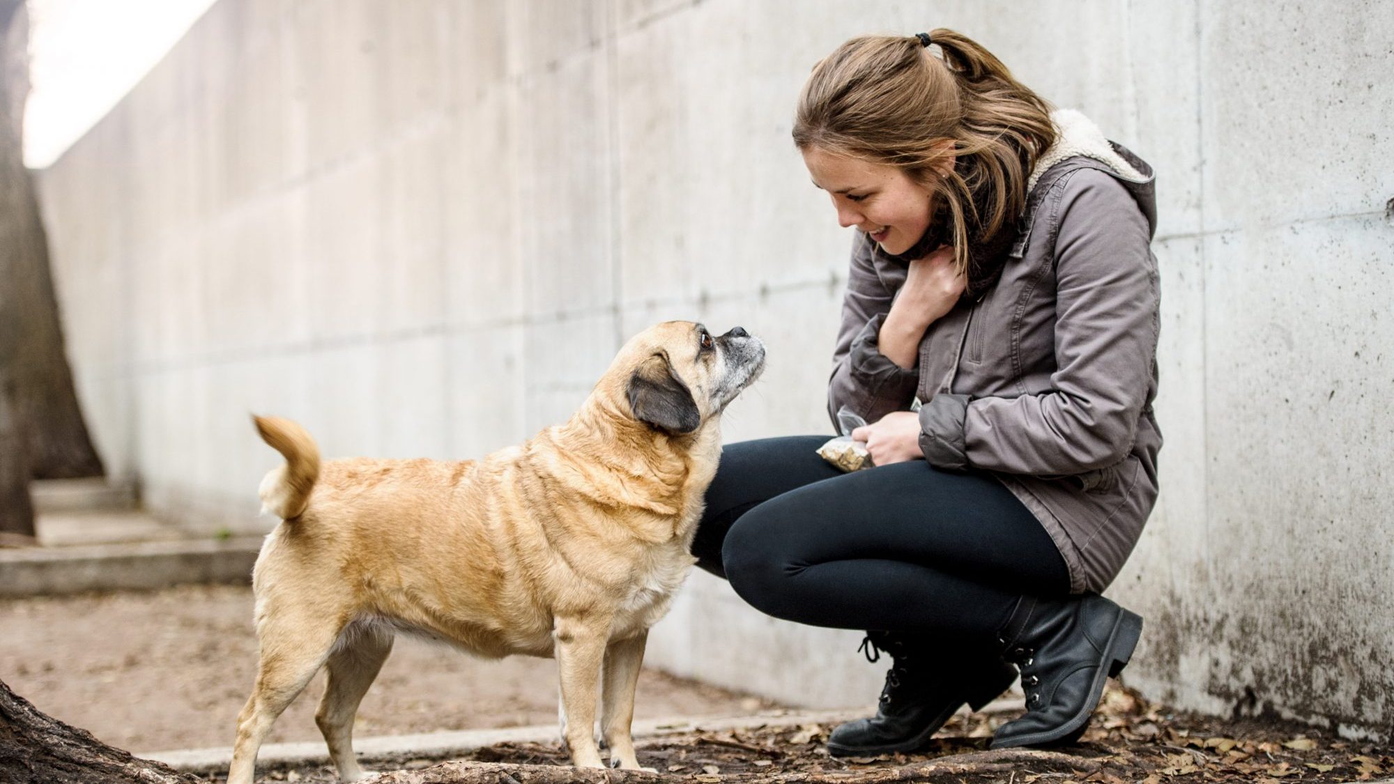 Campagne de micropuçage pour chiens à Lachine