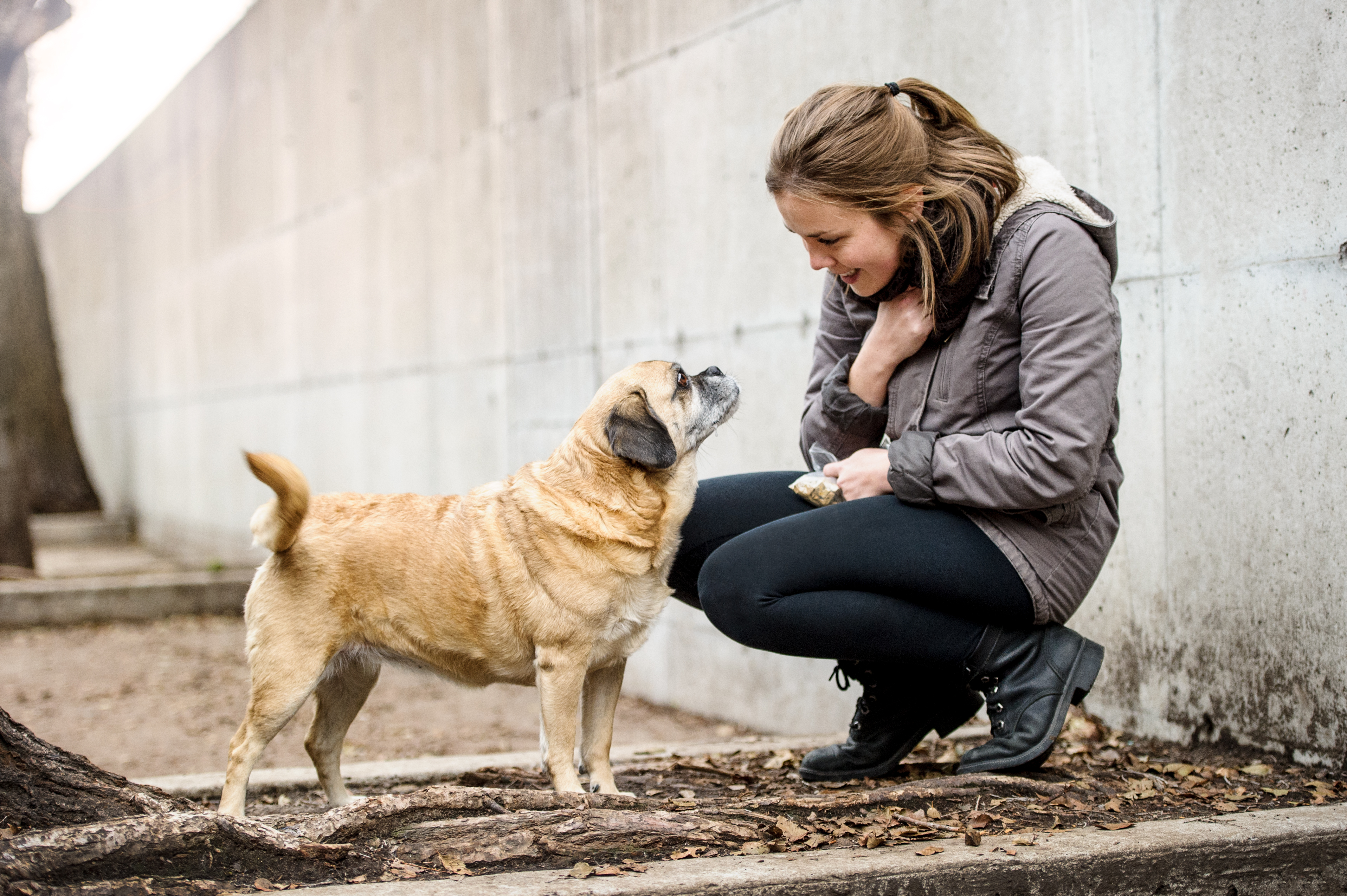 Campagne de micropuçage pour chiens à Lachine
