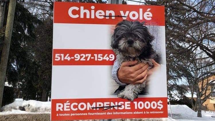 affiche chiens volés