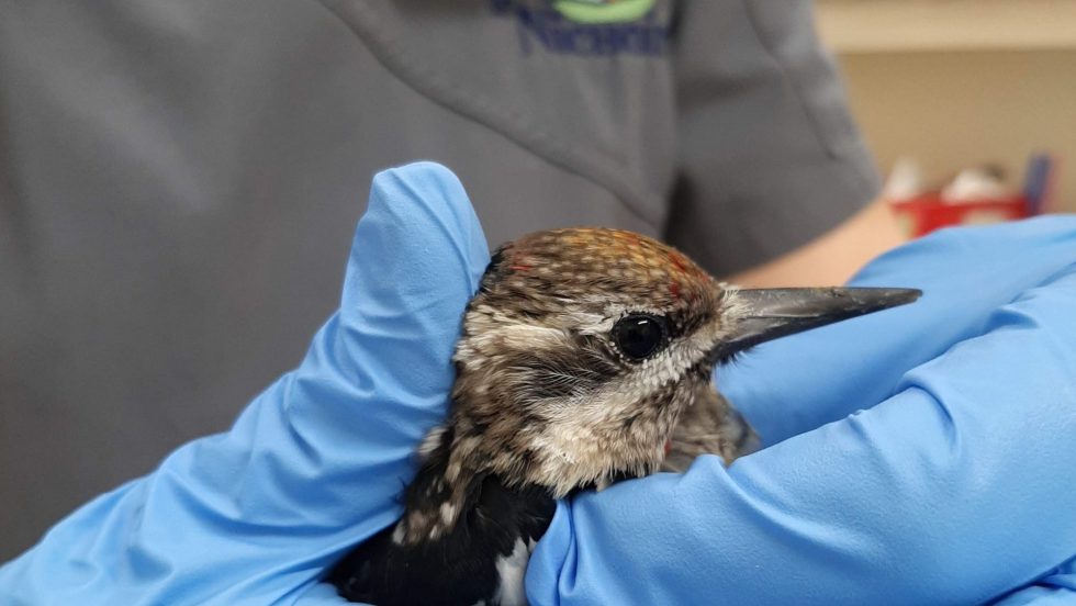 Un oiseau se fait soigné au Nichoir