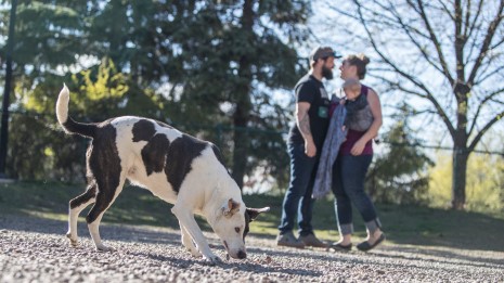 Déjections canines: les propriétaires d’animaux domestiques rappelés à l’ordre