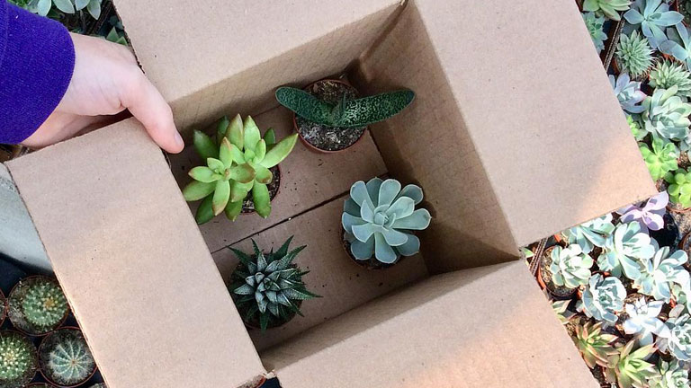 boites mois des b&eacute;b&eacute;s plantes n&eacute;onatologie M&eacute;lanie Gr&eacute;goire