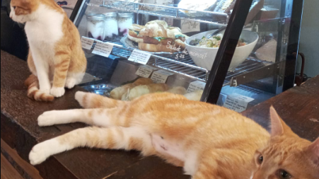 Tous les chats du Café Chato se cherchent une famille d’accueil.