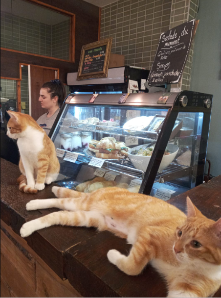 Tous les chats du Café Chato se cherchent une famille d’accueil.