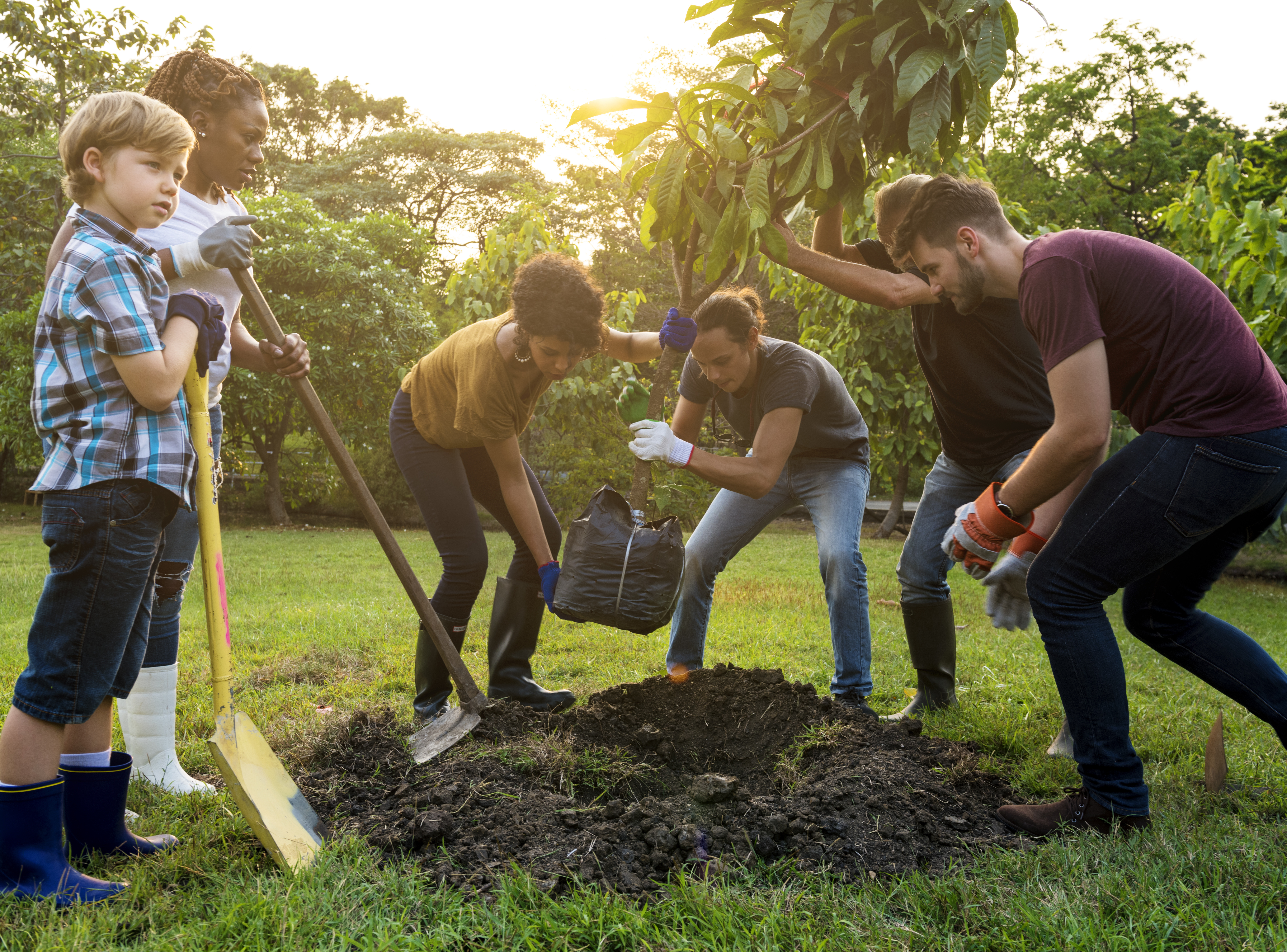Planter des Arbres