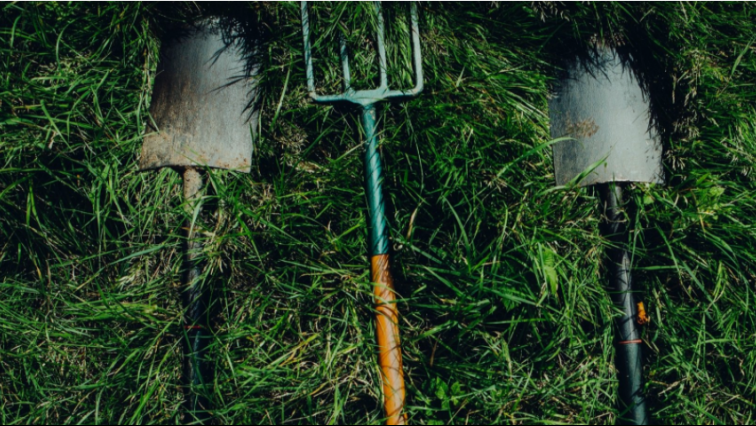 Plantation d’arbres à Dorval