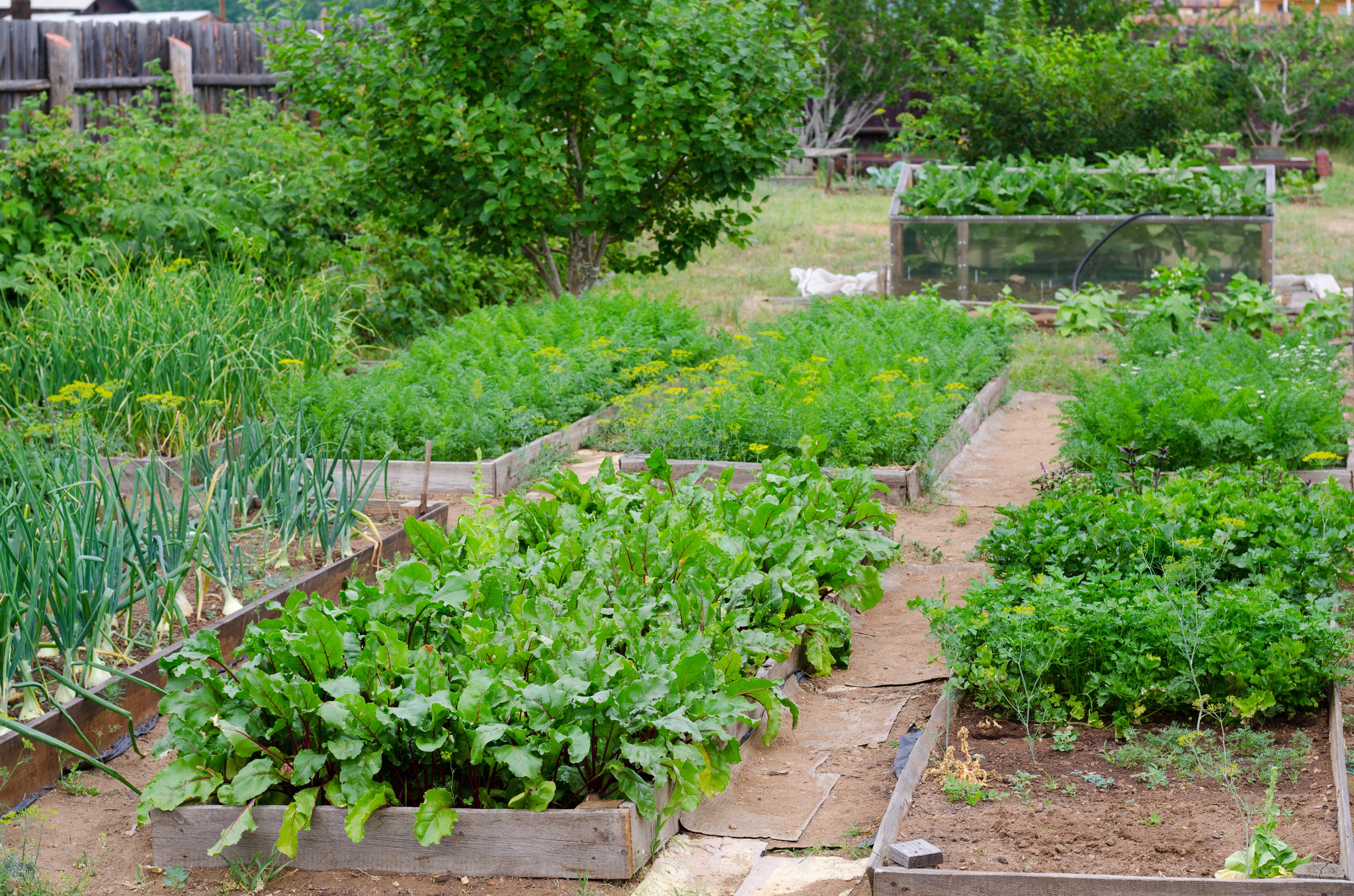 agriculture urbaine Rosemont