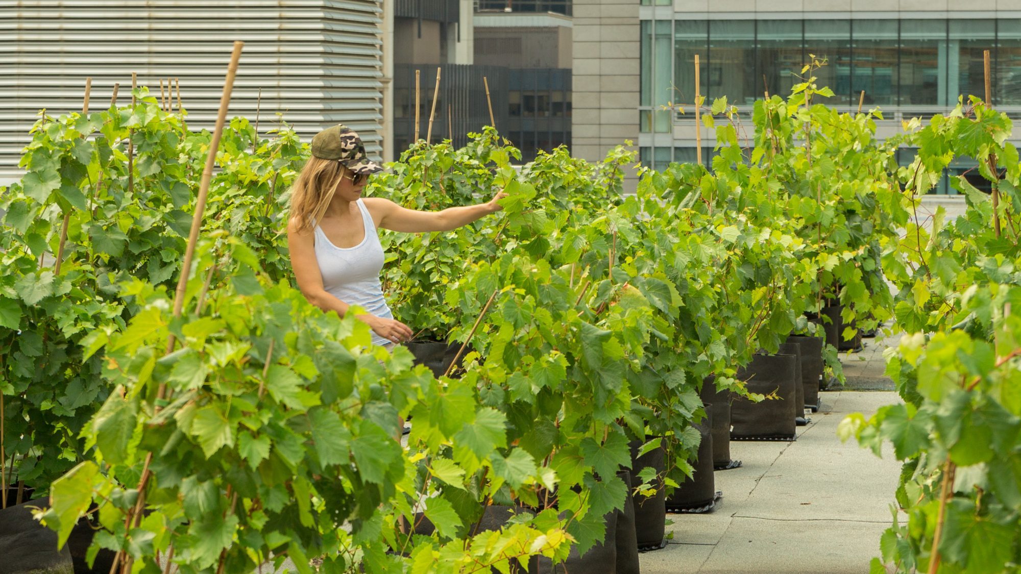 Véronique Lemieux, fondatrice de Vignes en ville sur le toit du Palais des Congrès