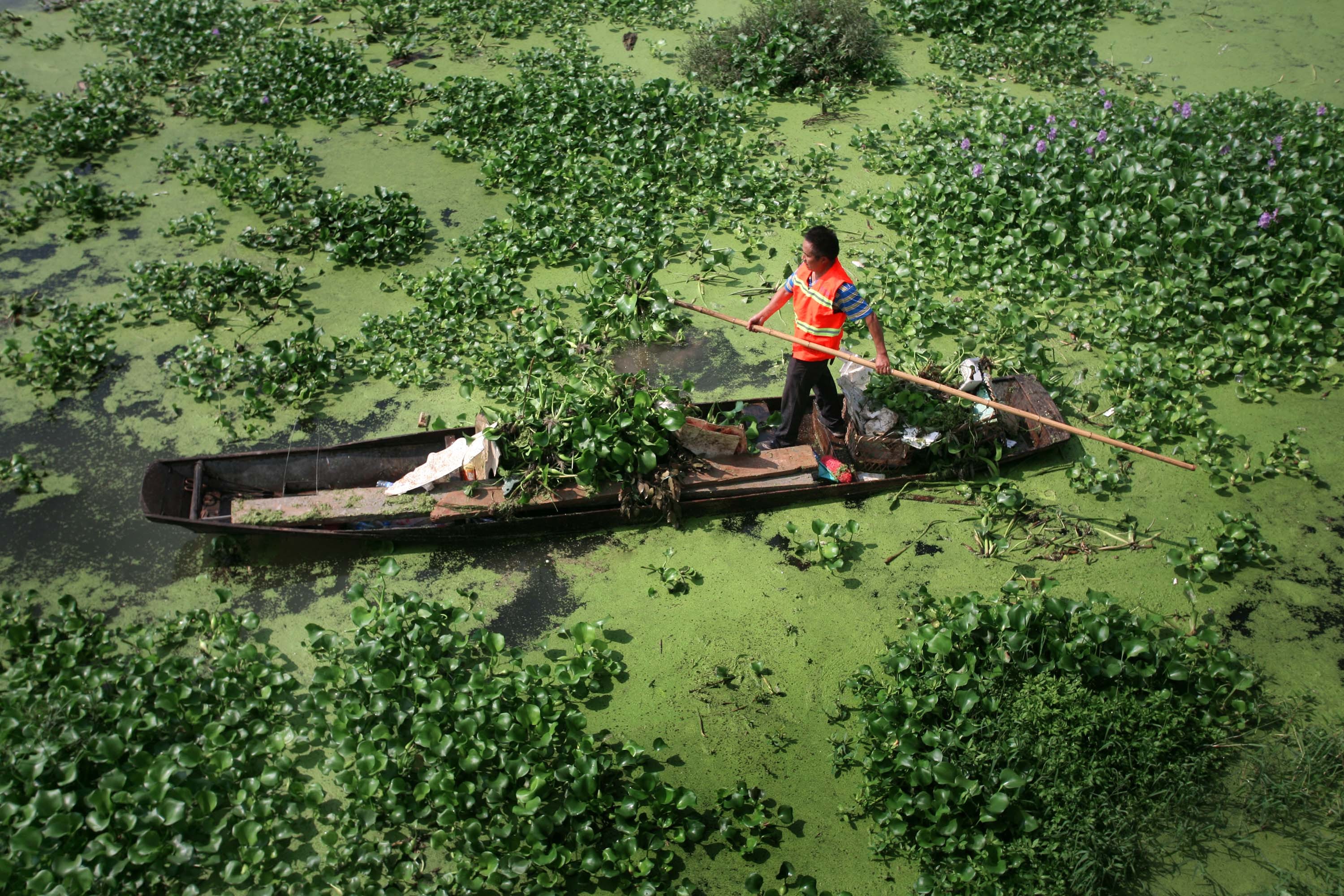 Invasions biologiques: des dommages de plusieurs milliards