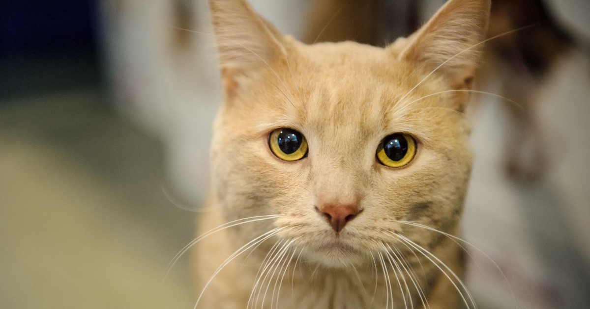 Les refuges d’animaux prévoient une hausse des abandons
