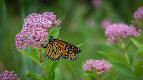 acscl&eacute;piade commune