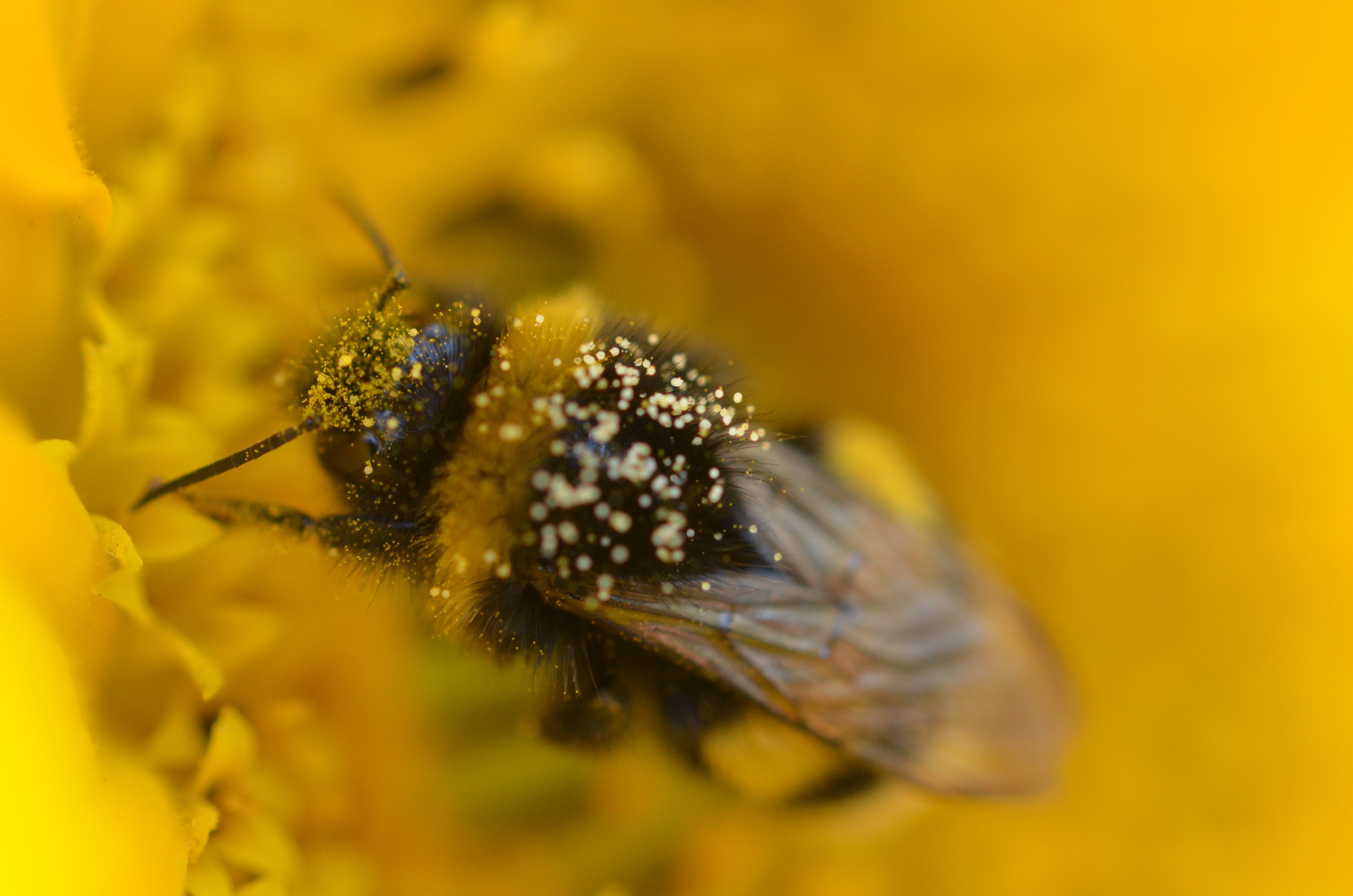 pollinisateurs fleurs