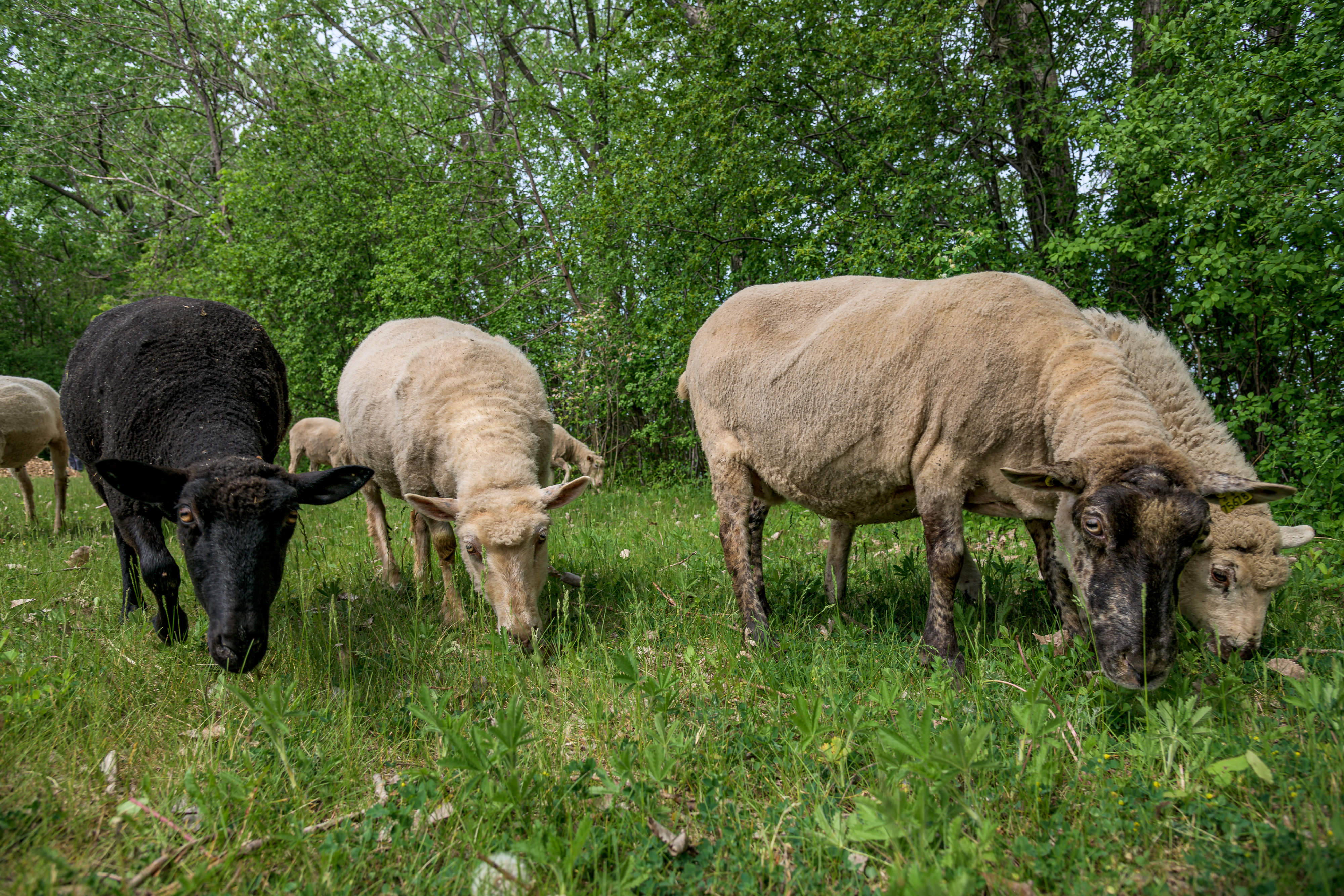 Mouton de biquette &agrave; RDP