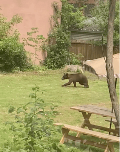 Dorval: un ours en cavale au milieu de résidences.