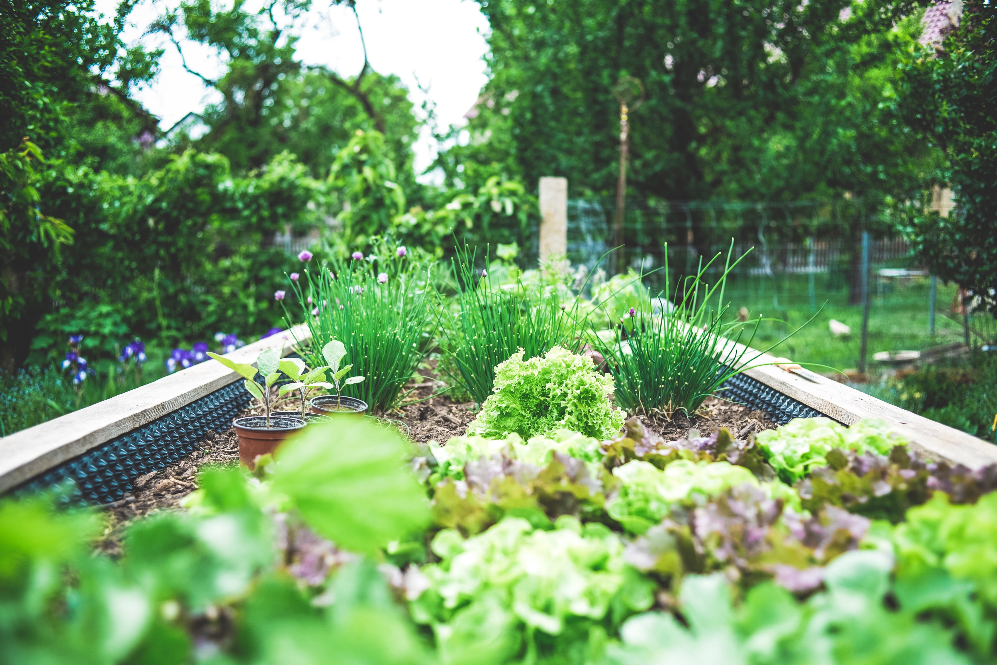 Quatre étapes pour bien démarrer son potager