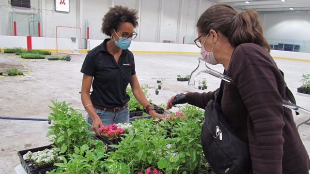 1500 personnes à la distribution de plants dans Mercier-Hochelaga-Maisonneuve