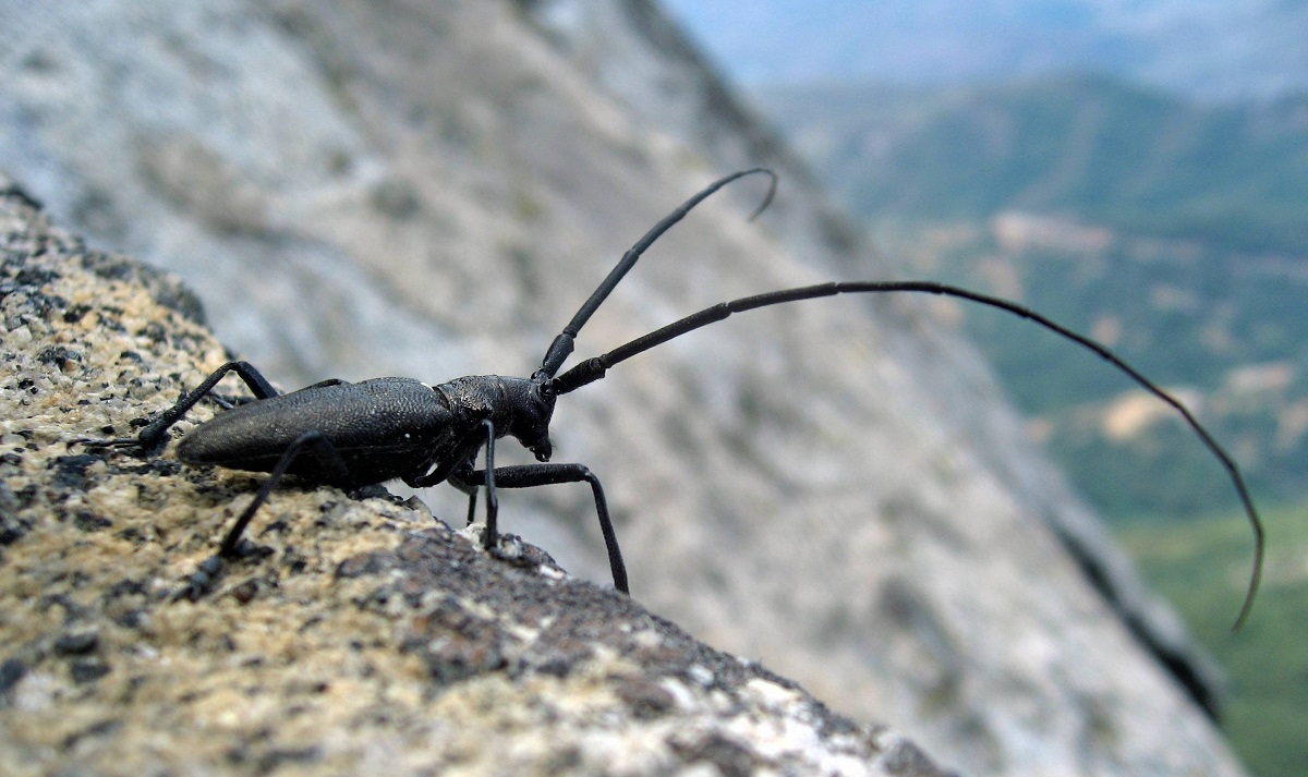 Insecte Quebec Quel est l'insecte le plus laid du Québec? | Journal Métro