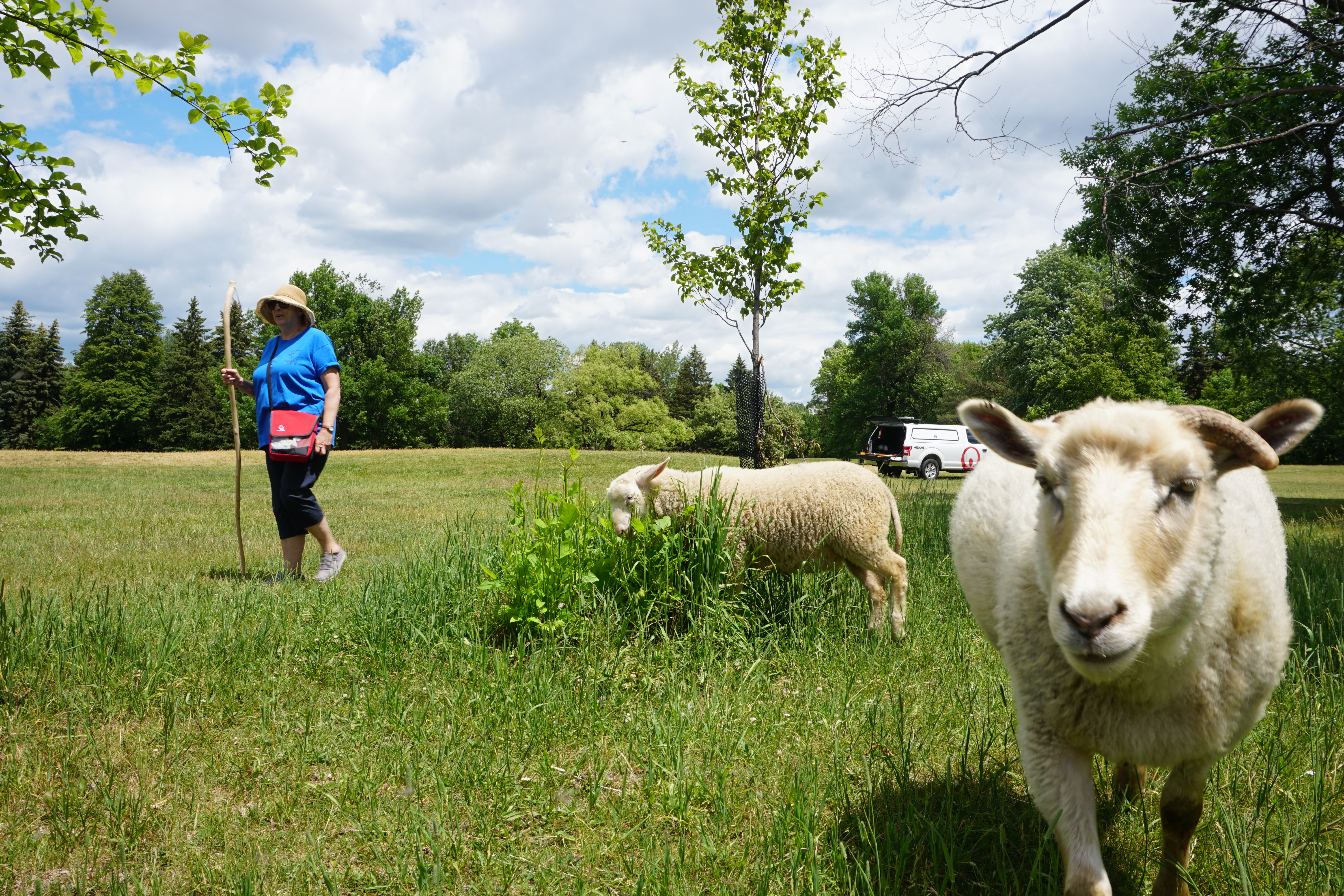 Biquette revient passer l’été au parc Maisonneuve